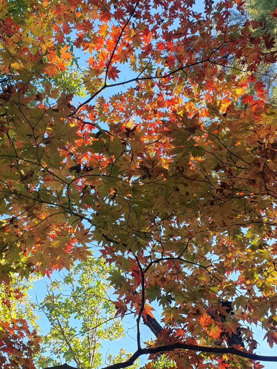 북한산 등산, 백운대 단풍 릿지 (파랑새릿지~ 백운대 ~ 김계남릿지~서벽밴드 ~ 시발클럽)