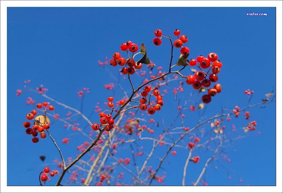 산사나무 열매, 산사나무 비교, 잎이 비슷한 모감주나무, 붉은열매 종류, 美國山査/서양산사 v1.2