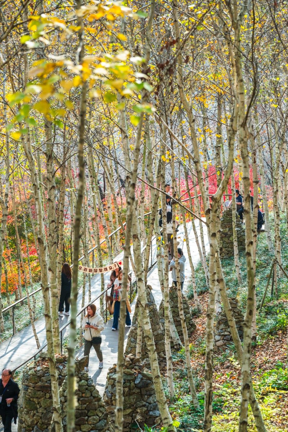 11월 2일 경기도 가을 단풍 명소 광주 곤지암 화담숲 단풍 절정
