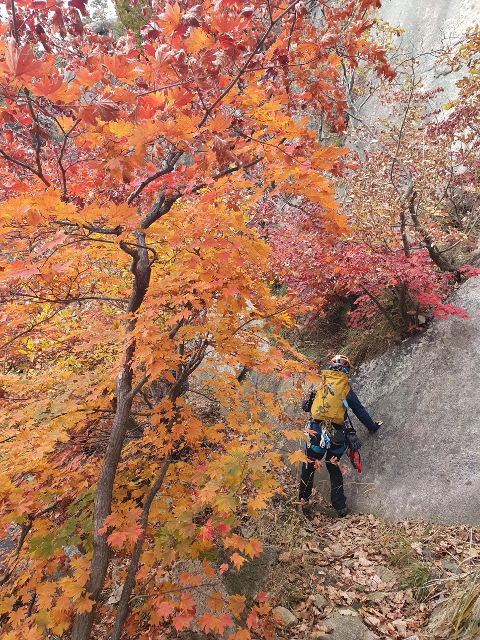 북한산 등산, 백운대 단풍 릿지 (파랑새릿지~ 백운대 ~ 김계남릿지~서벽밴드 ~ 시발클럽)