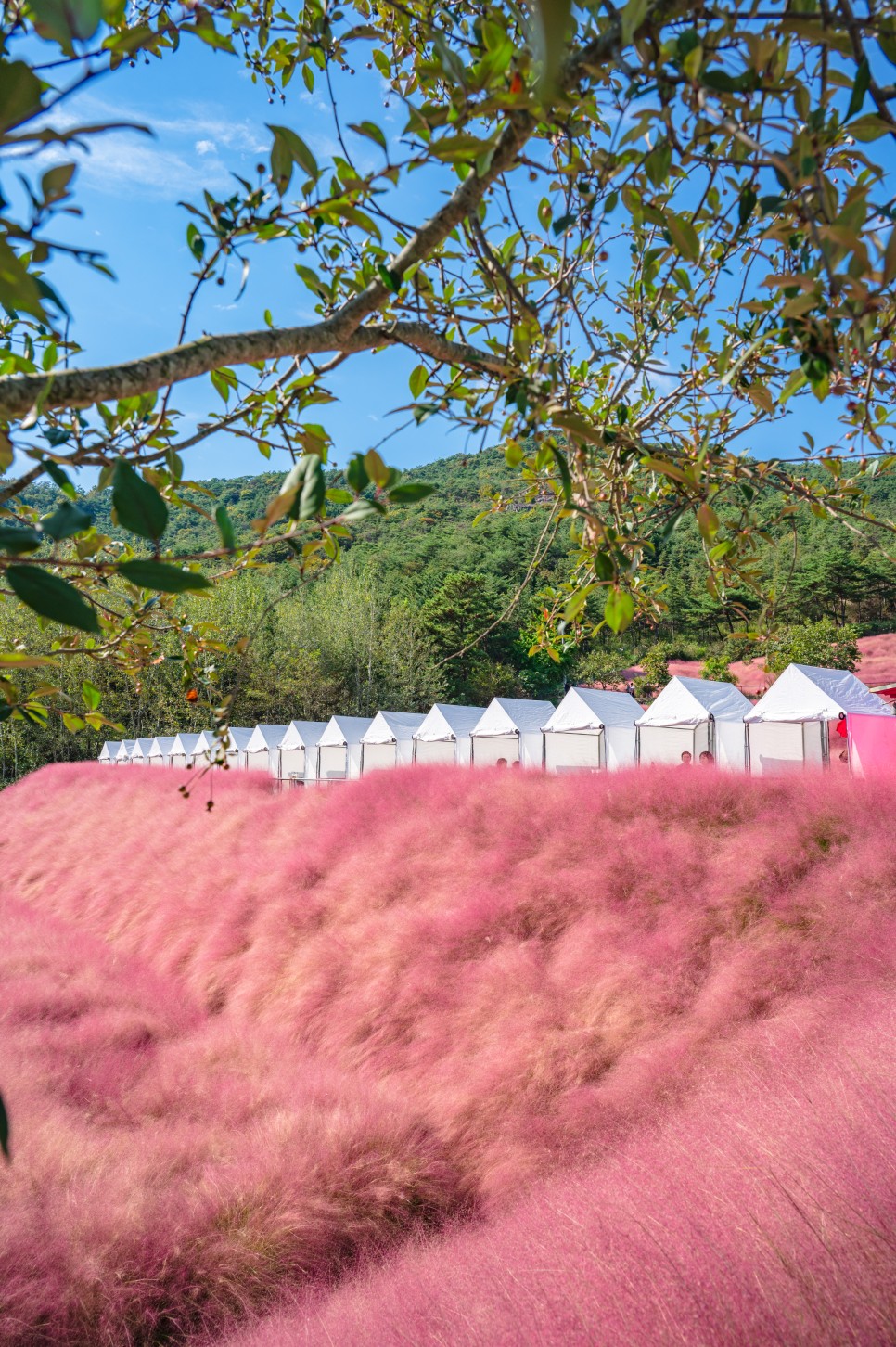 10월 국내여행 전북 고창 가볼 만한 곳 고창 핑크뮬리 축제 꽃객 프로젝트