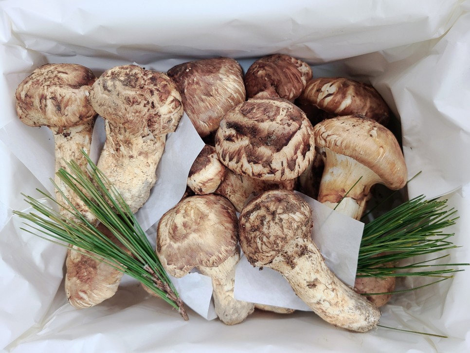 자연산 송이버섯 가격 시세 향에 진심인 시기