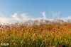제주도 11월 가볼만한곳 제주 동쪽 명소 산굼부리에서 본 한라산과 억새밭 일몰