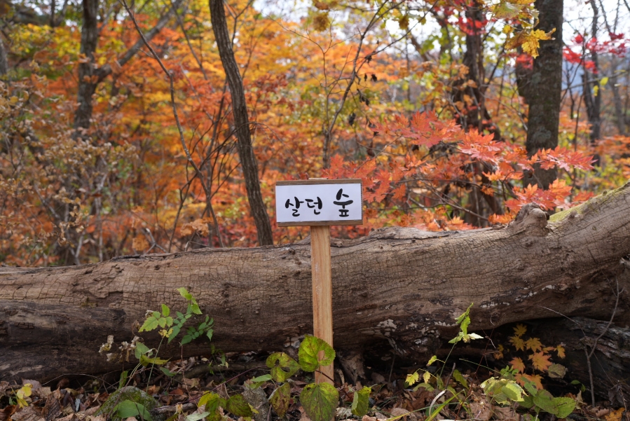 가을 단풍 명소 캠핑장내년을 기약하며