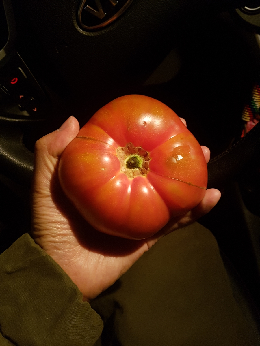 블로그씨) 저는 토마토를 기르고 싶어요! (토마토 바질 샐러드 레시피)