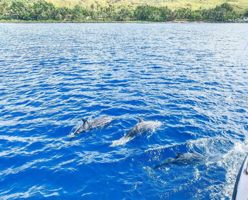 괌 돌핀크루즈 준비물 돌고래 투어 예약 스노쿨링 + 별빛투어 포즈 옷 위치