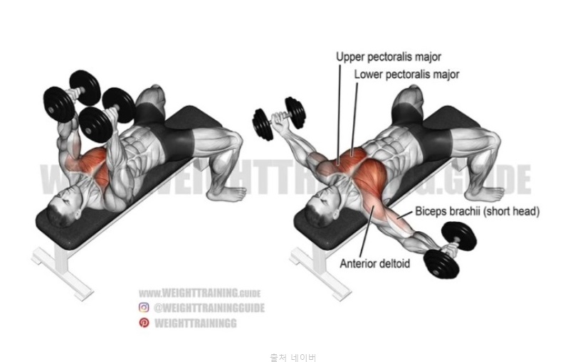 가슴 모으는 운동 안쪽가슴 헬스 기구 이름 펙덱플라이 케이블 크로스오버 아령 덤벨플라이 호흡법