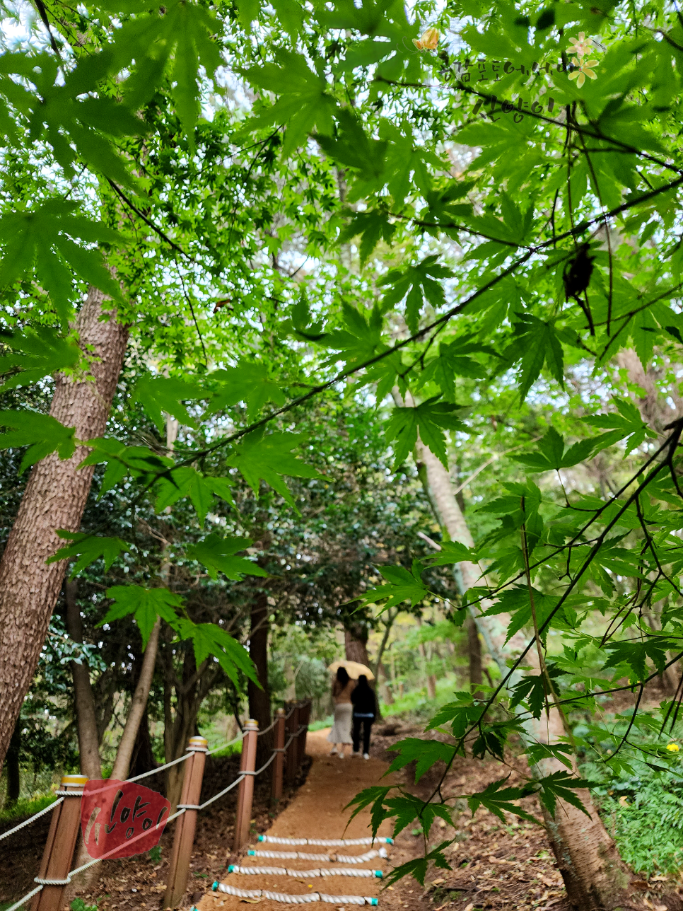 제주 한라수목원 광이오름 제주노루 보는 제주도수목원