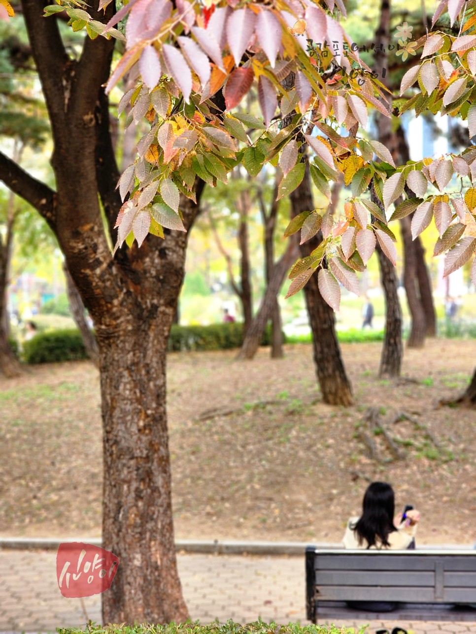 여의도가볼만한곳 가을 단풍 든 서울걷기좋은길 여의도공원