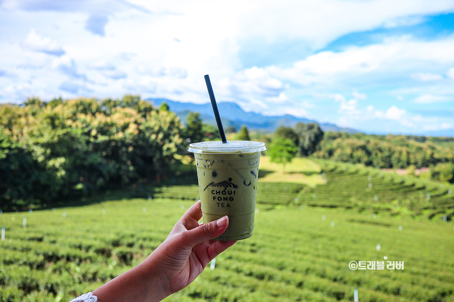 태국 여행 치앙라이 초이퐁 차밭 오설록을 닮은 카페