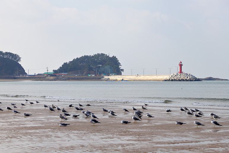 태안 가볼만한곳 겨울 여행 코스 태안 먹거리 볼거리