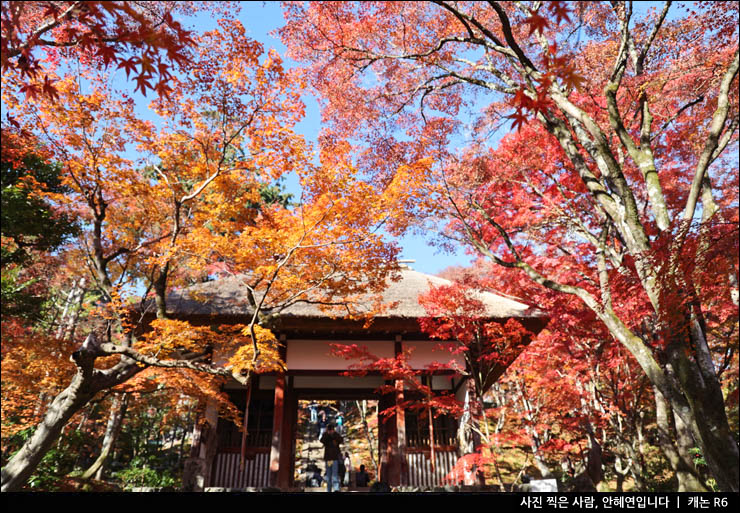 일본 단풍여행 조잣코지 단풍 구경 교토 아라시야마 대나무숲 맛집 카페