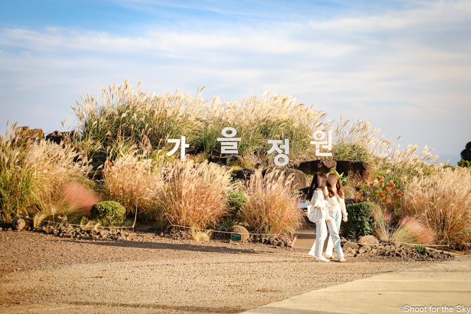 제주도 서귀포 여행 사진 명소 관광지 제주 카멜리아힐