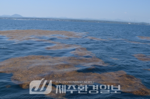 ‘괭생이모자반’, 바다의 불청객에서..산업·연구자원 활용, 나선다