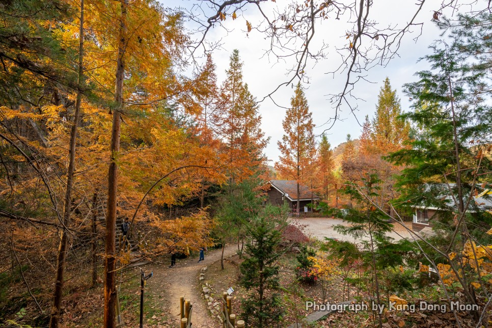 대전 여행 코스 대전 가볼만한곳 등산 산책로 명소 대전 장태산 자연휴양림 단풍