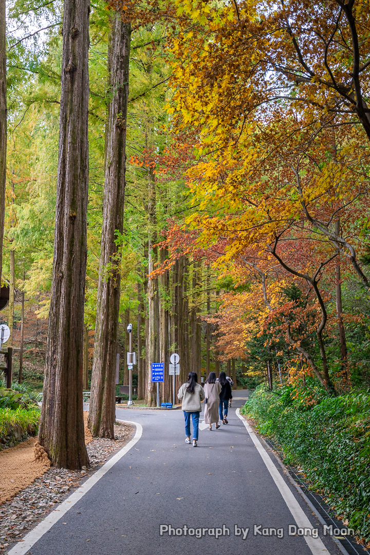 대전 여행 코스 대전 가볼만한곳 등산 산책로 명소 대전 장태산 자연휴양림 단풍