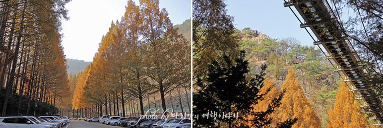대전 단풍 명소 장태산 자연휴양림 가을 대전 가볼만한곳 핫플
