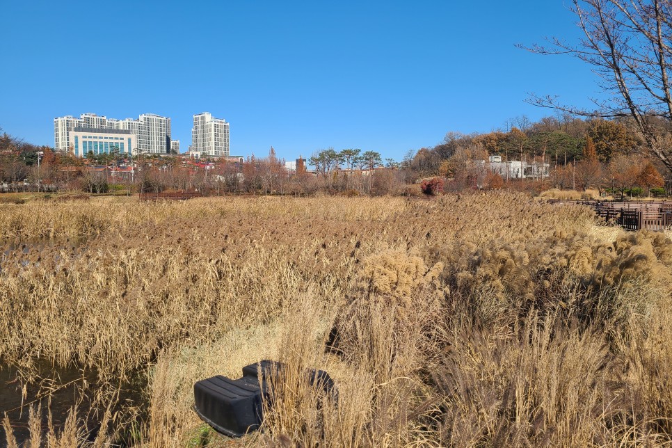 서울 주말 나들이 가볼만한곳 서울 푸른수목원 겨울 모습, 식물이 있는 온실까지 구경했어요~