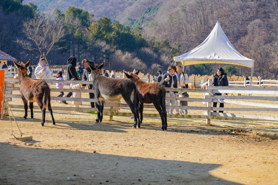 경기도 가평 가볼만한곳 양떼목장 주말나들이 서울근교 여행 추천