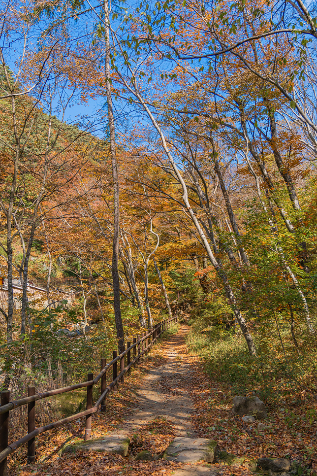 가야산 국립공원 합천 해인사 사찰 산책(11월)