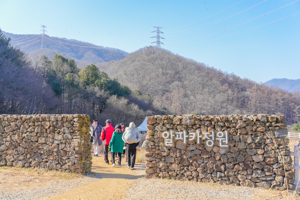 경기도 가평 가볼만한곳 양떼목장 주말나들이 서울근교 여행 추천