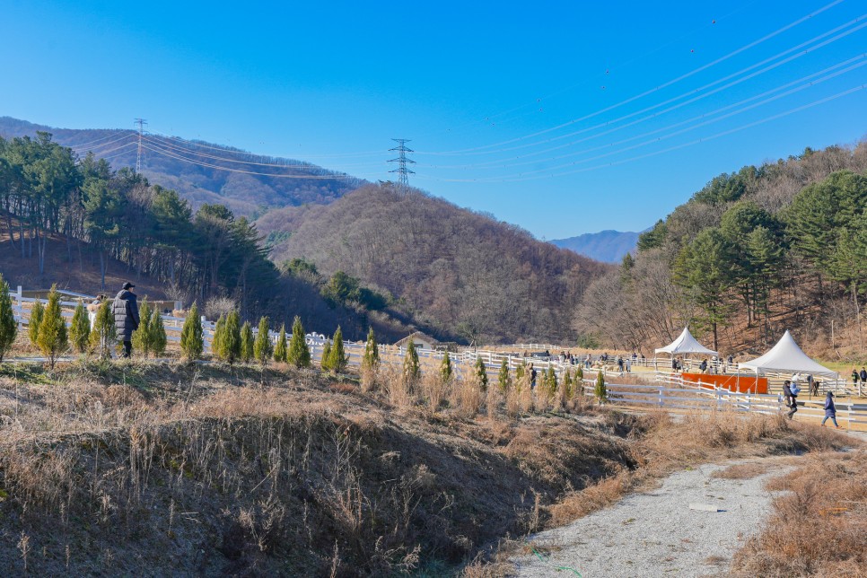 경기도 가평 가볼만한곳 양떼목장 주말나들이 서울근교 여행 추천
