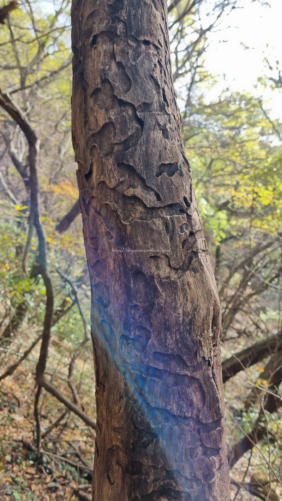 [광주여행] 무등산 등산 : 중머리재 코스, 입석대