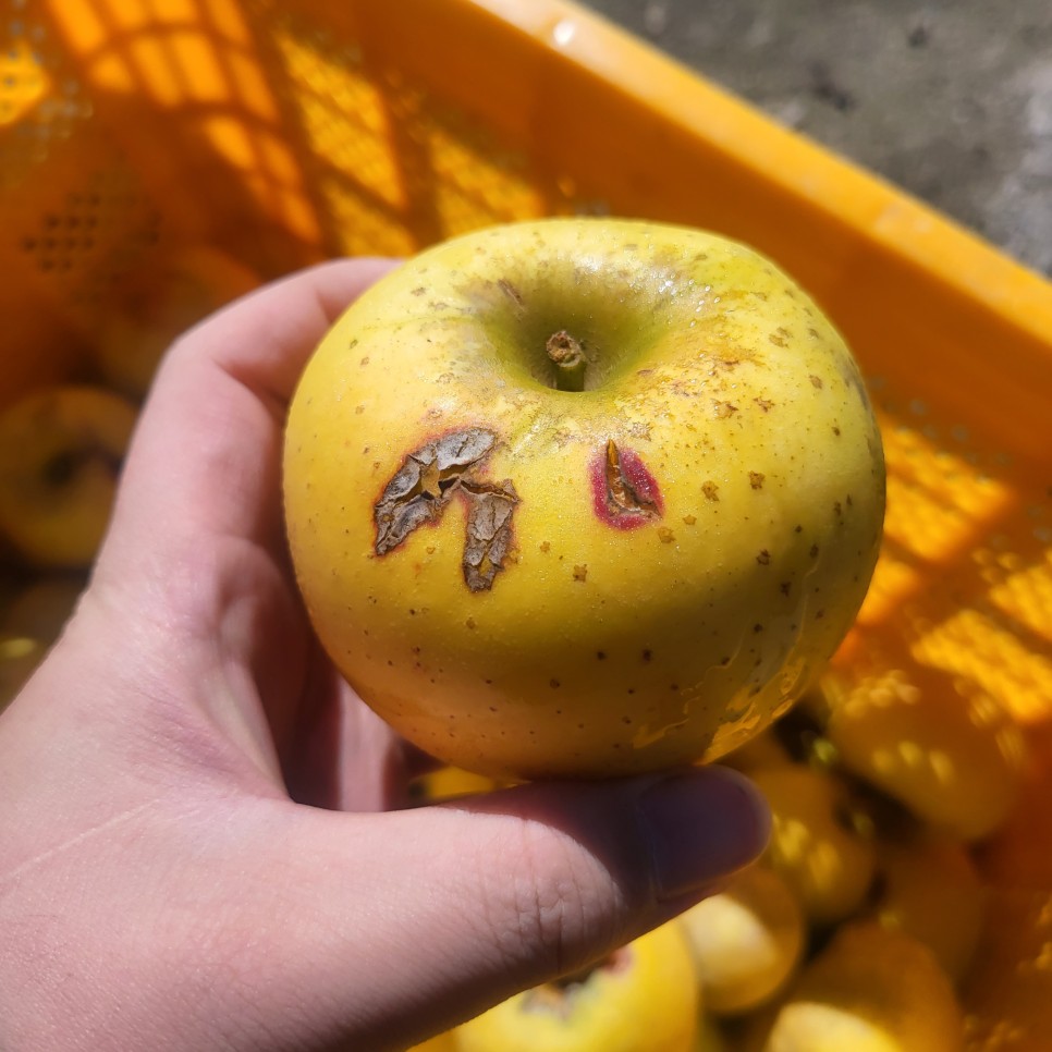 시나노골드(황금사과) 판매 안내 사과가격, 구매 방법