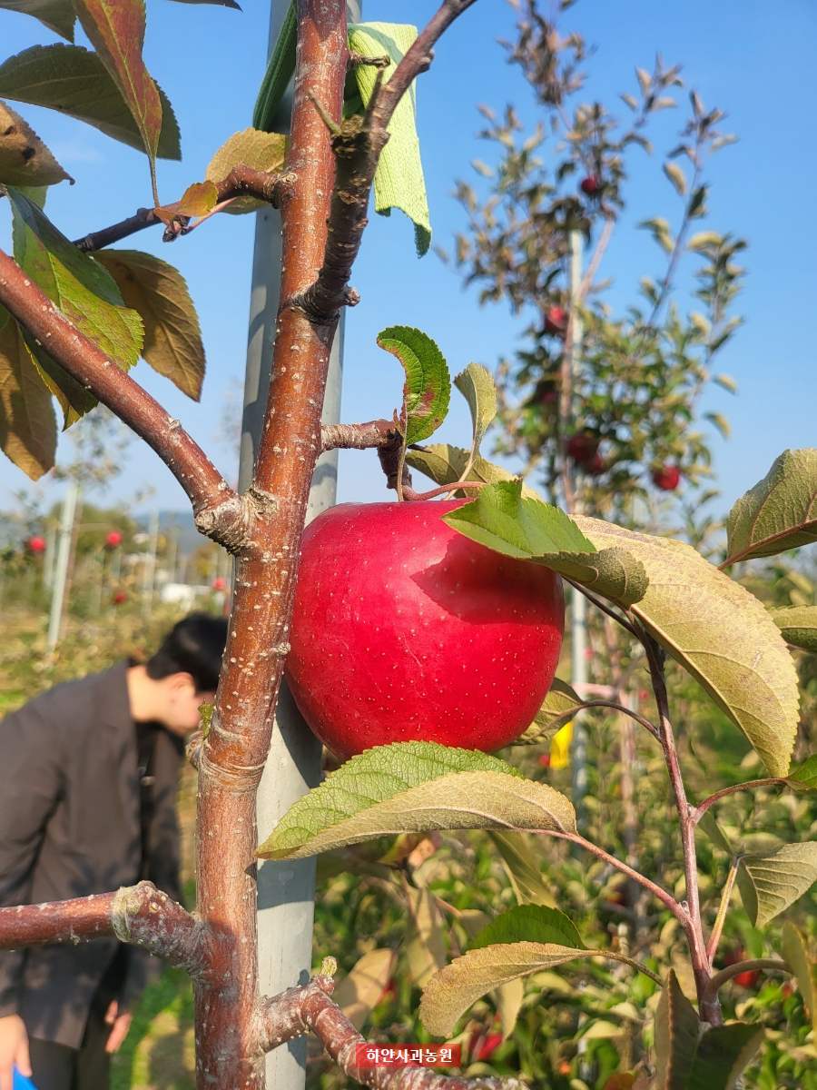 홍천 사과 신품종 컬러플 현장 설명회(사과연구소, 네오게임즈)