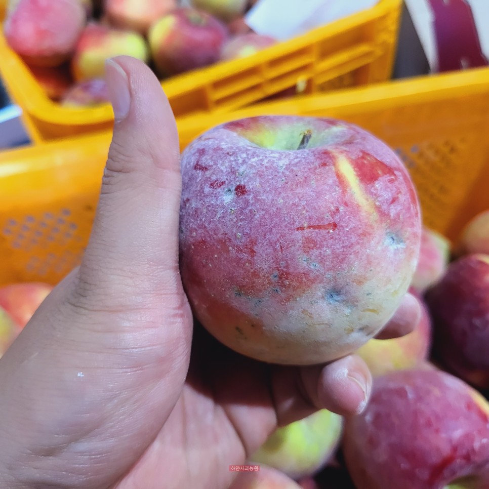 2023년 아리수 사과 판매 안내2.5kg~10kg(선물용, 못난이사과) - feat. 하얀사과