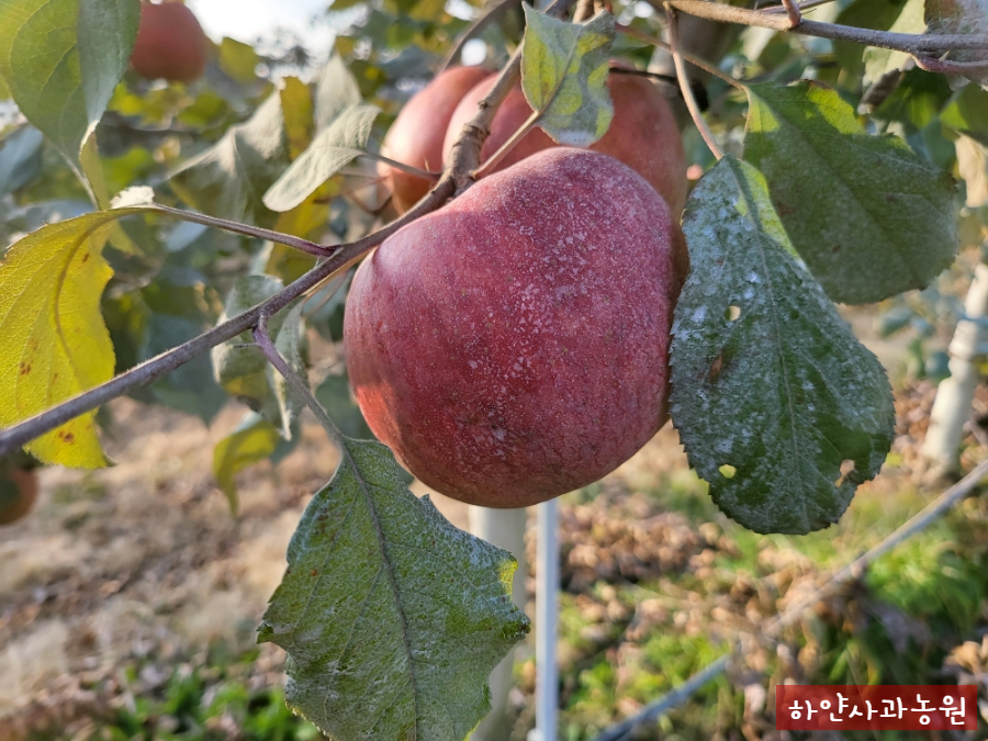 하얀사과, 늦사과(저장사과) 미야비 수확 준비, 수확전 감상과 감회