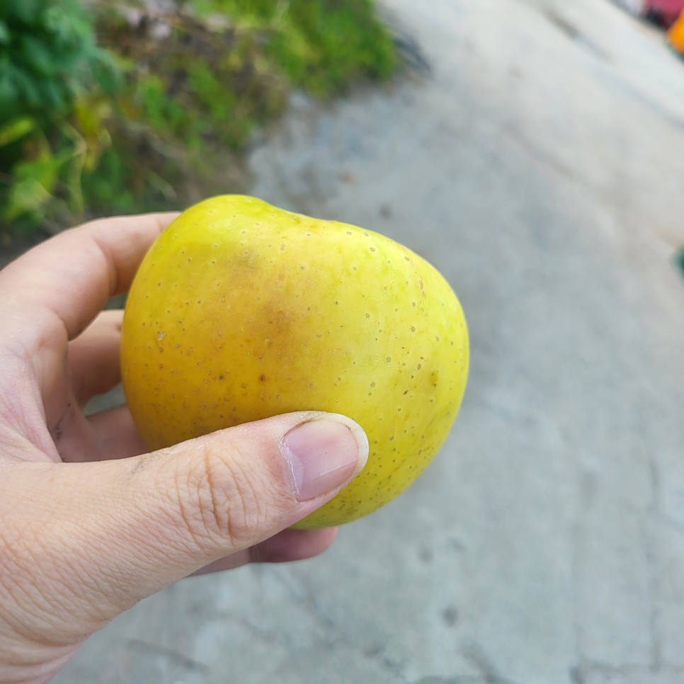 시나노골드(황금사과) 판매 안내 사과가격, 구매 방법