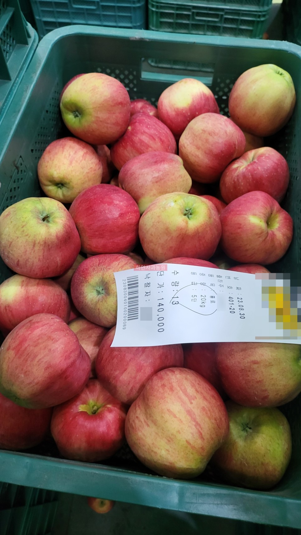 2023년 아리수 사과 판매 안내2.5kg~10kg(선물용, 못난이사과) - feat. 하얀사과