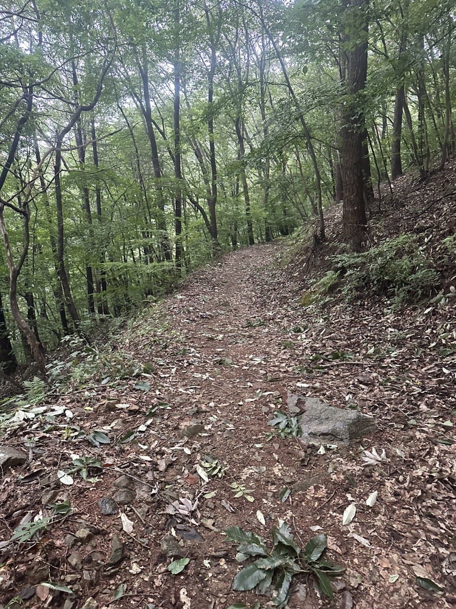 보령 오서산 최단코스 오서산 자연휴양림  월정사 정상 원점회귀