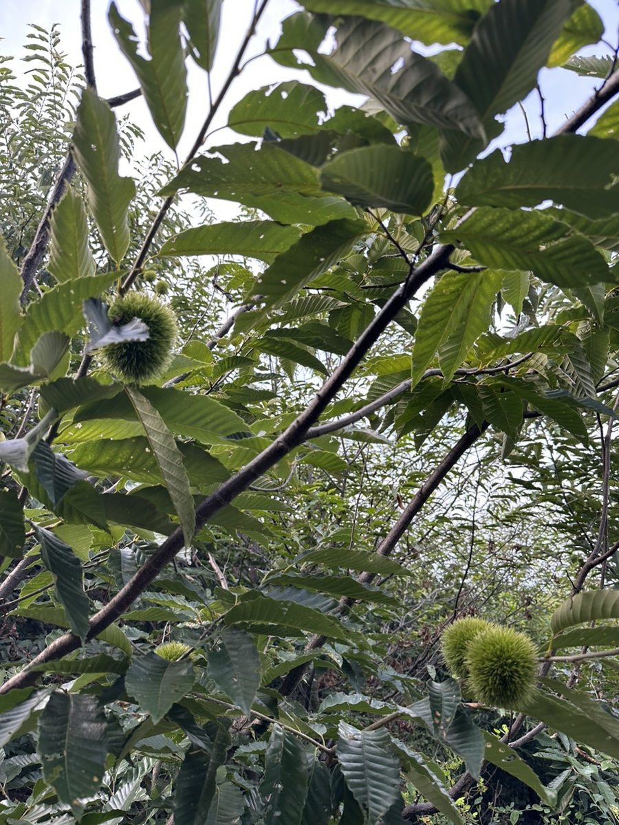 용인 조비산 산행 등산코스 조비산가든 동굴 정상 원점