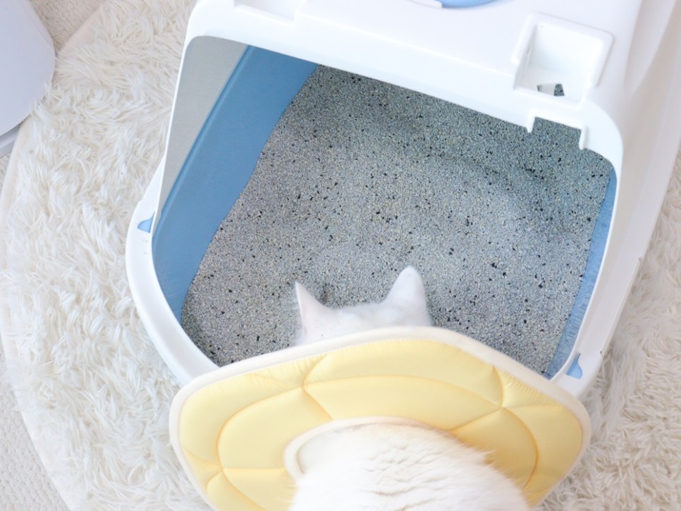 마이도미넌트 벤토나이트 모래 퍼플 감자 단단한 고양이모래 추천