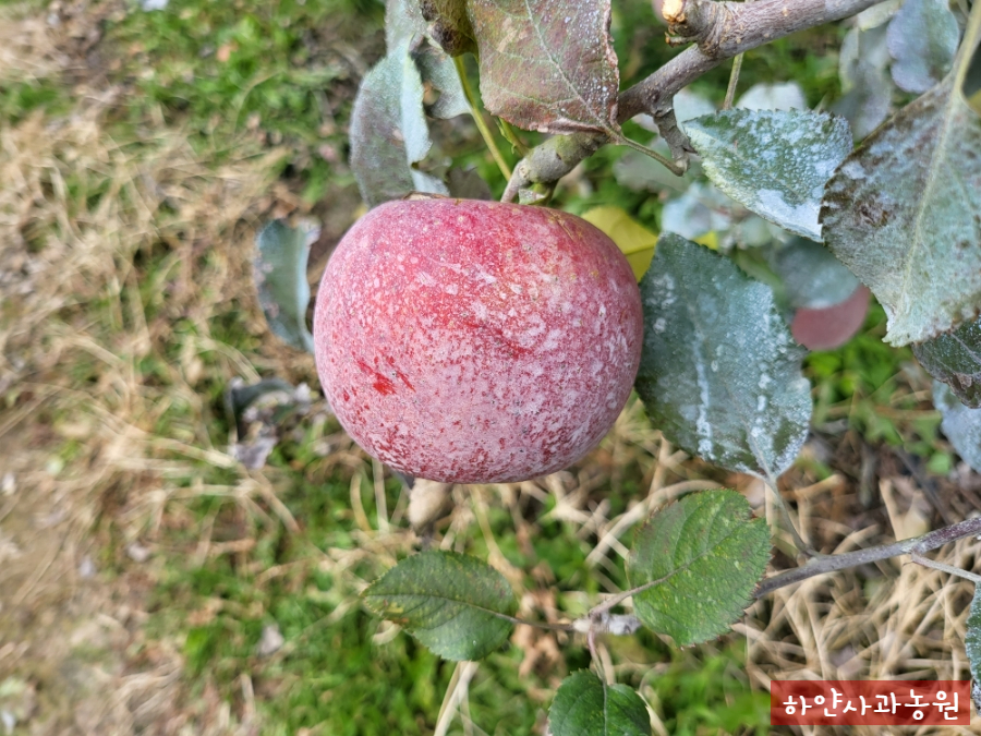 하얀사과, 늦사과(저장사과) 미야비 수확 준비, 수확전 감상과 감회