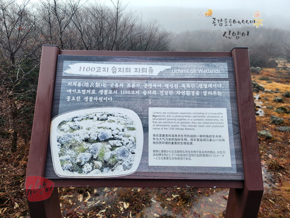 제주 드라이브 코스 한라산 드라이브 제주1100도로 1100고지