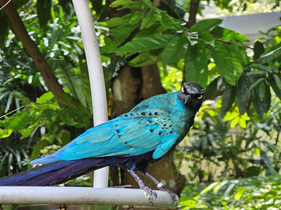 싱가포르 여행 가볼만한곳 동물원 리버 원더스 만다이 야생동물 공원