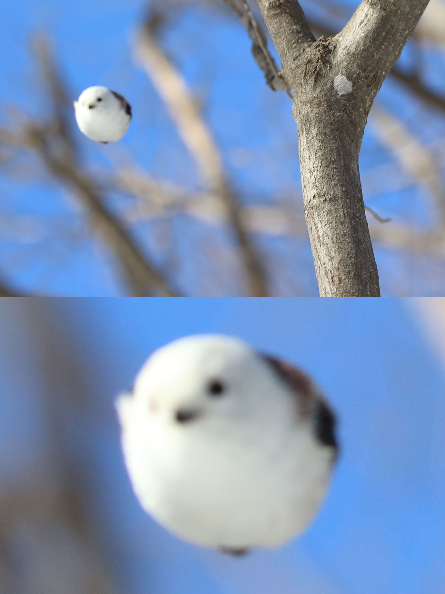 눈의 요정 오목눈이 뱁새 짤 모음..