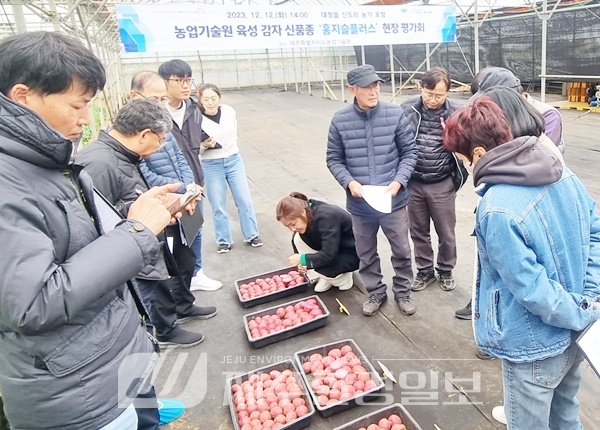 감자 신품종 ‘홍지슬플러스’ 현장 평가회 개최