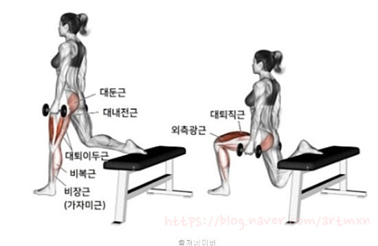 스플릿 스쿼트 자세 효과 여자 남자 힙업 엉덩이 하체 근력 운동 종류