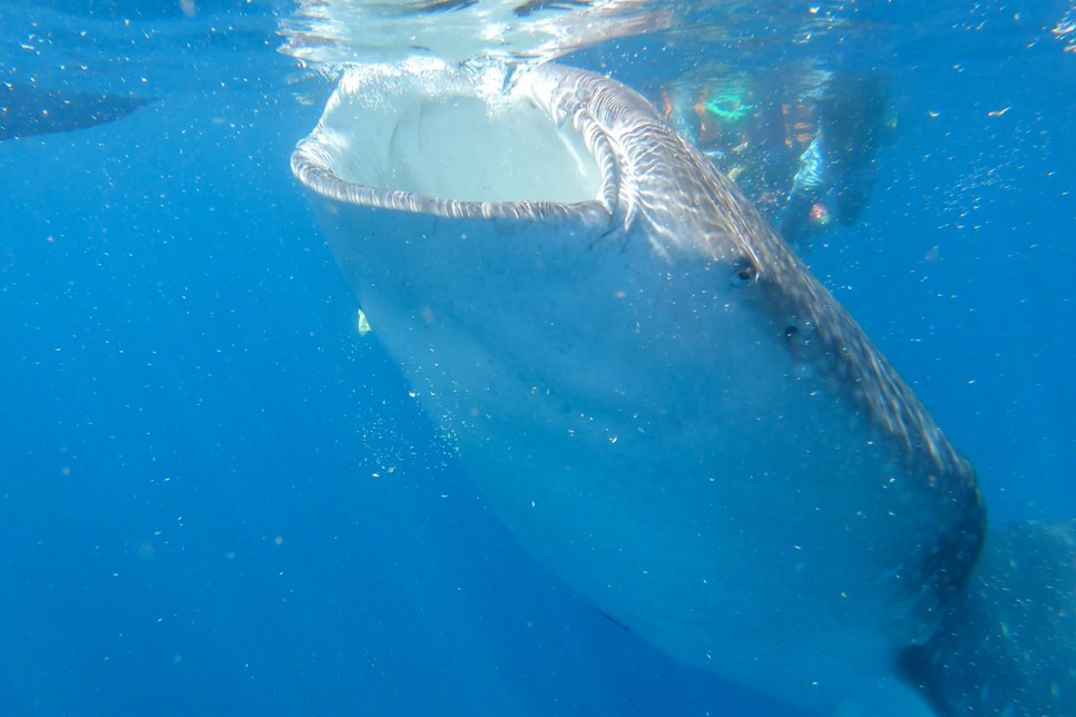 세부 오슬롭 고래상어 투어 현지여행사 단독 패키지 여행