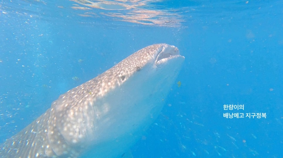 필리핀 보홀 자유여행 고래상어 투어 핵심 일정
