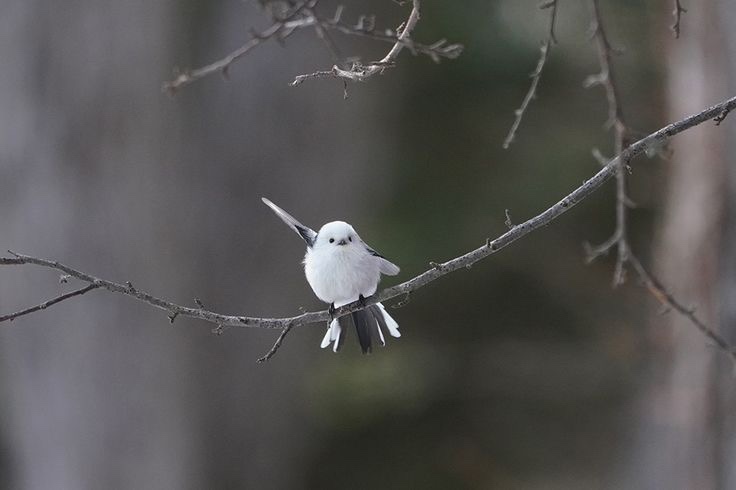 눈의 요정 오목눈이 뱁새 짤 모음..