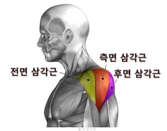 남자 여자 헬스 어깨운동 넓어지는 운동 덤벨 아령 숄더프레스 사이드레터럴 레이즈 업라이트로우 후면 삼각근 페이스풀