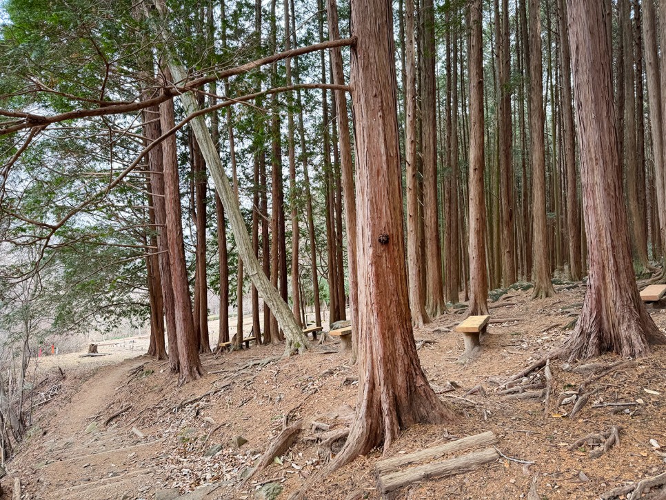 [89] 순천 조계산 반바퀴 등산, 선암사 원점회귀 (보리밥 x)