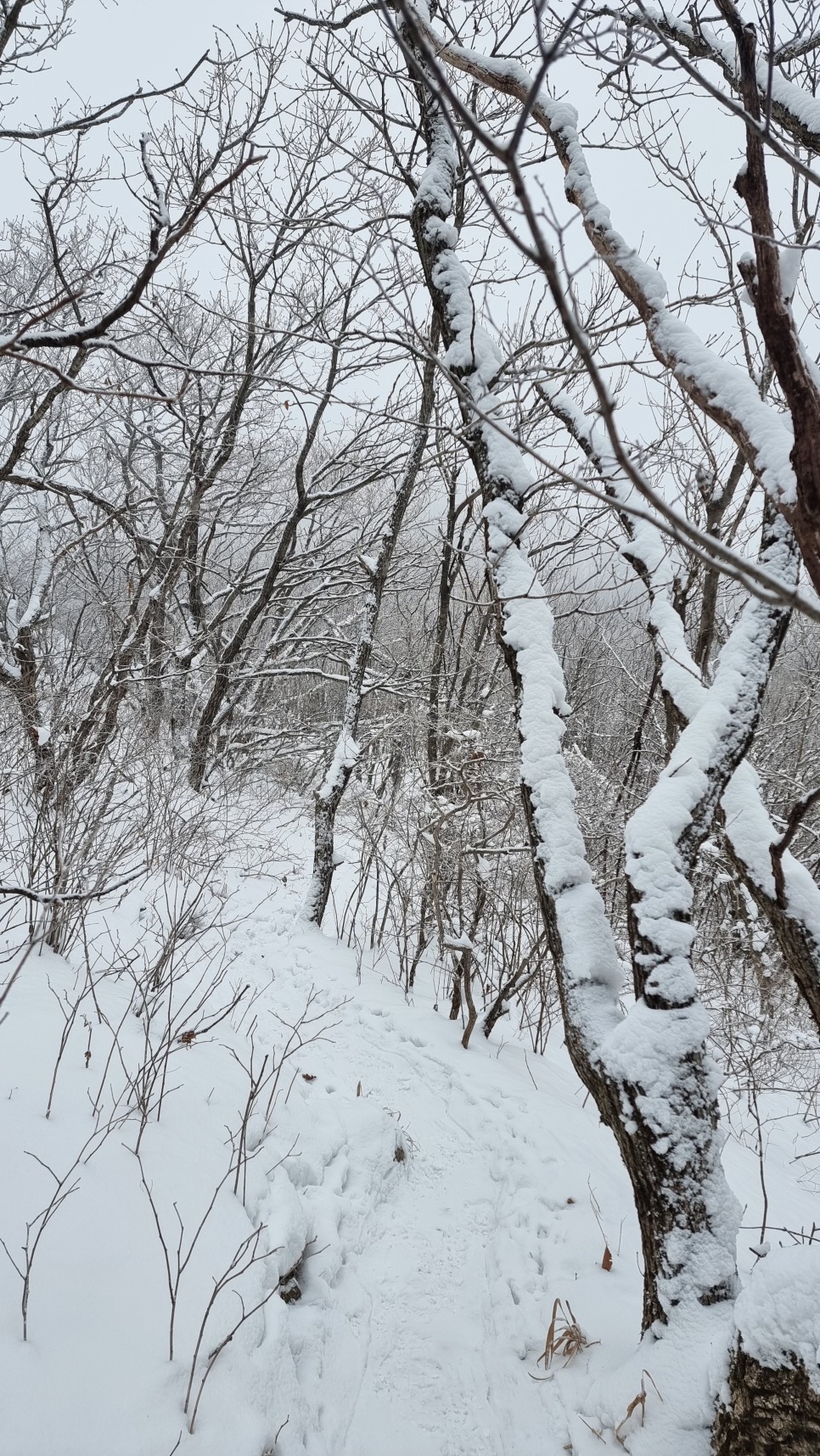 소백산 등산, 화이트 크리스마스 이브 눈꽃 산행 (어의곡~율전 원점회귀)