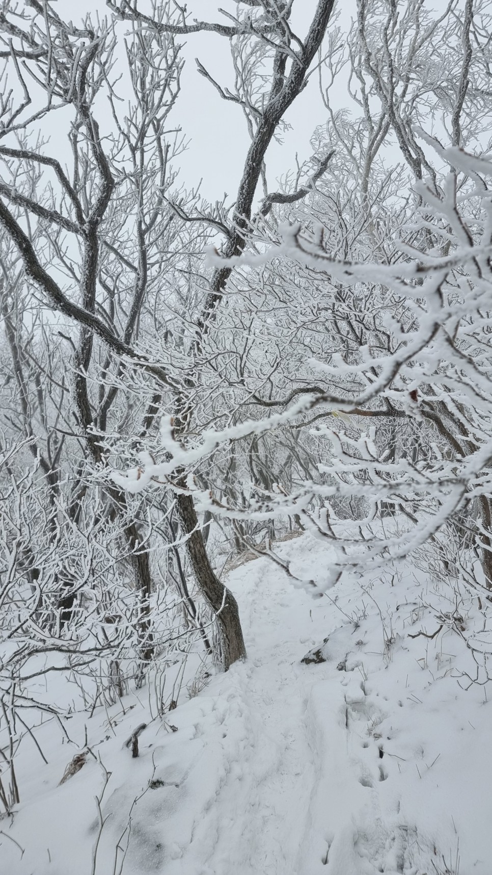 소백산 등산, 화이트 크리스마스 이브 눈꽃 산행 (어의곡~율전 원점회귀)