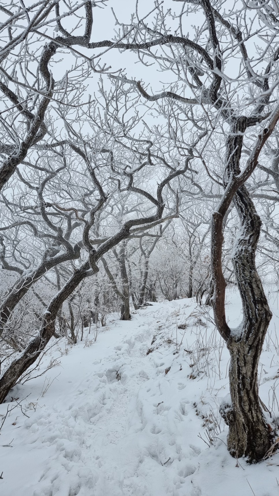 소백산 등산, 화이트 크리스마스 이브 눈꽃 산행 (어의곡~율전 원점회귀)